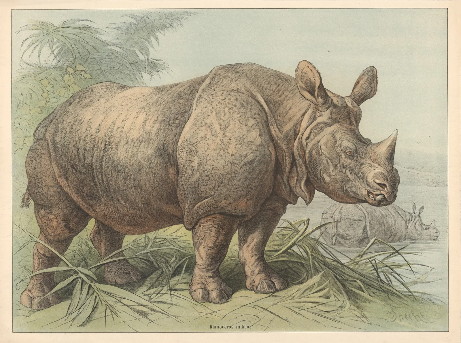 Rhinoceros indicus av Friedrich Specht