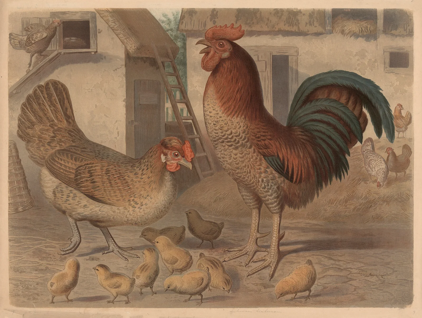 Rooster, hen and chickens av Friedrich Specht