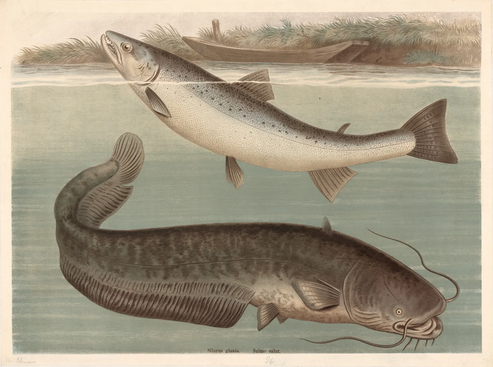 Silurus glanis av Friedrich Specht