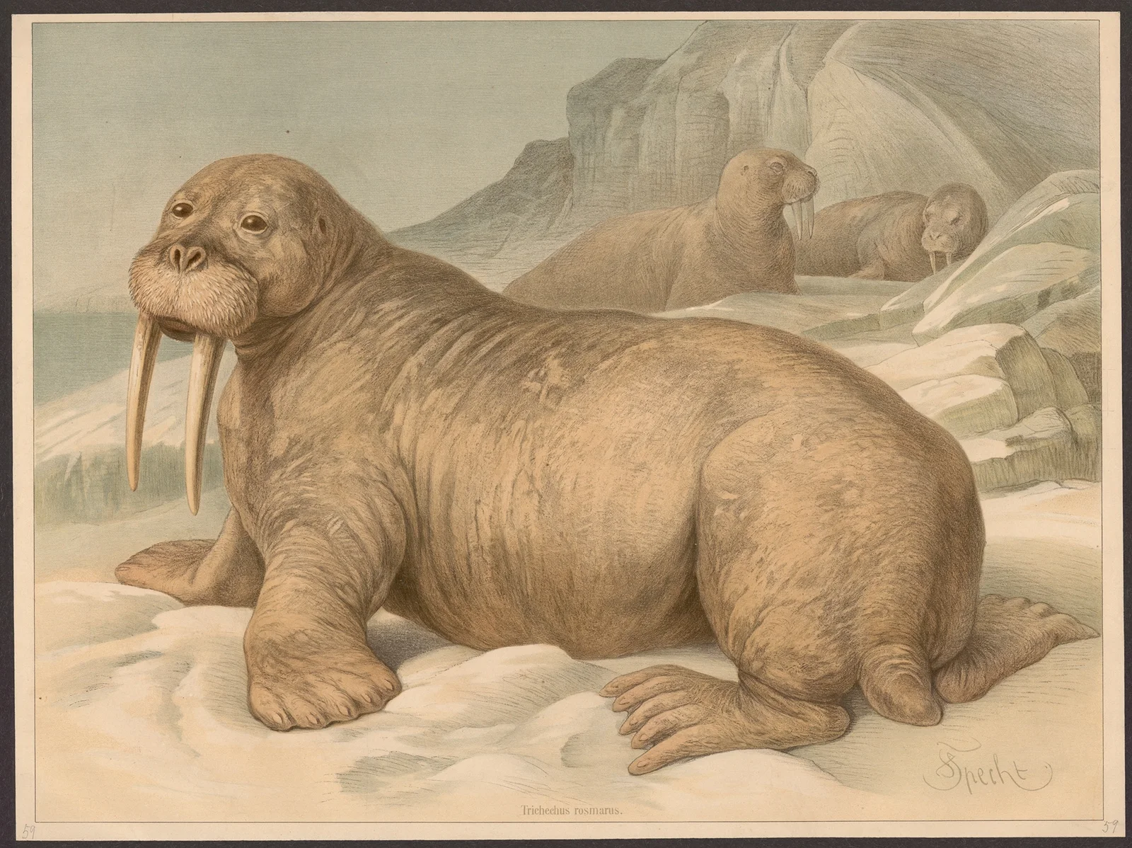 Trichechus rosmarus av Friedrich Specht