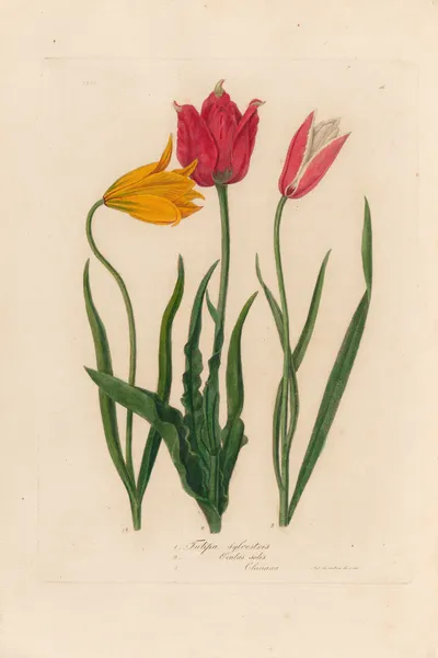 1. Tulipa sylvestris 2. Tulipa Oculus solis 3. Tulipa Oculus Clusiana av Gaetano Savi