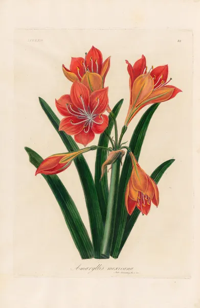 Amaryllis mexicana av Gaetano Savi