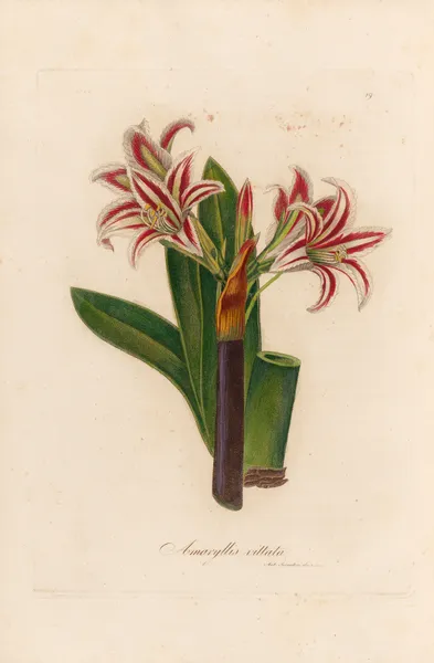 Amaryllis vittata av Gaetano Savi