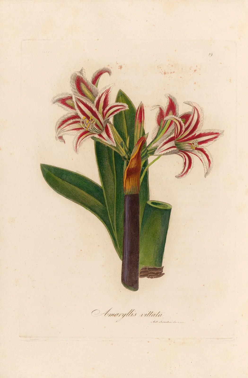 Amaryllis vittata av Gaetano Savi