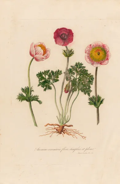 Anemone coronaria flore simplici et pleno av Gaetano Savi