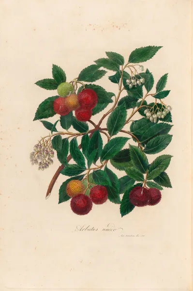 Arbutus unedo av Gaetano Savi