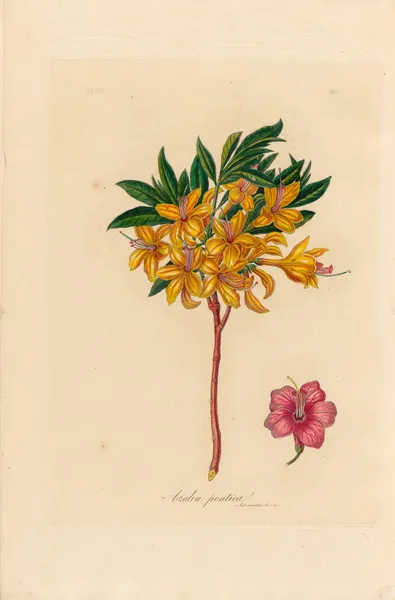Azalea pontica av Gaetano Savi