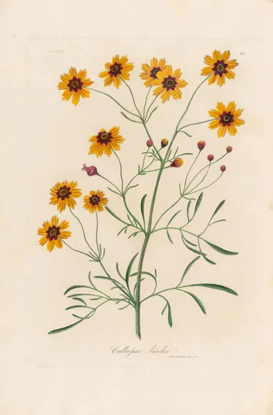 Calliopsis bicolor av Gaetano Savi