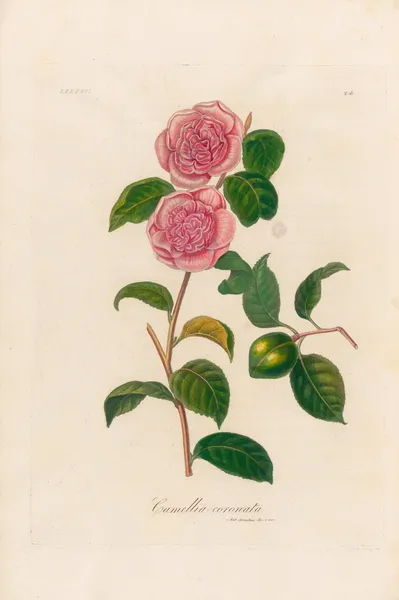 Camellia coronata av Gaetano Savi