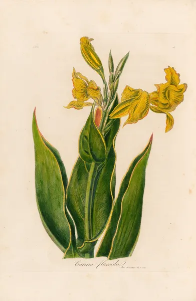 Canna flaccida av Gaetano Savi