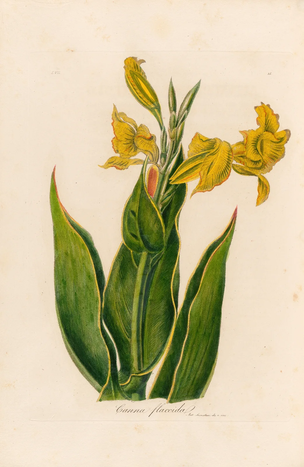 Canna flaccida av Gaetano Savi