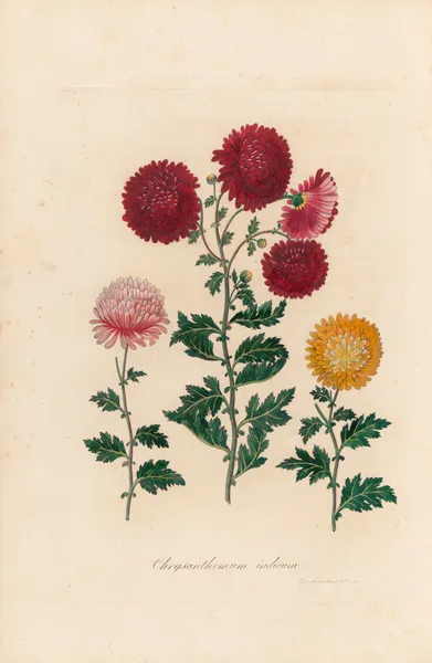 Chrysanthemum indicum av Gaetano Savi