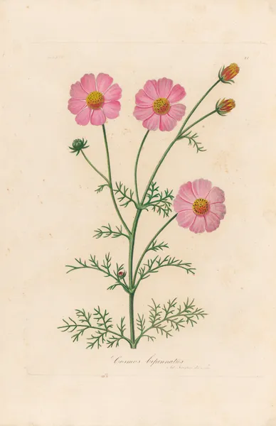 Cosmos bipinnatus av Gaetano Savi