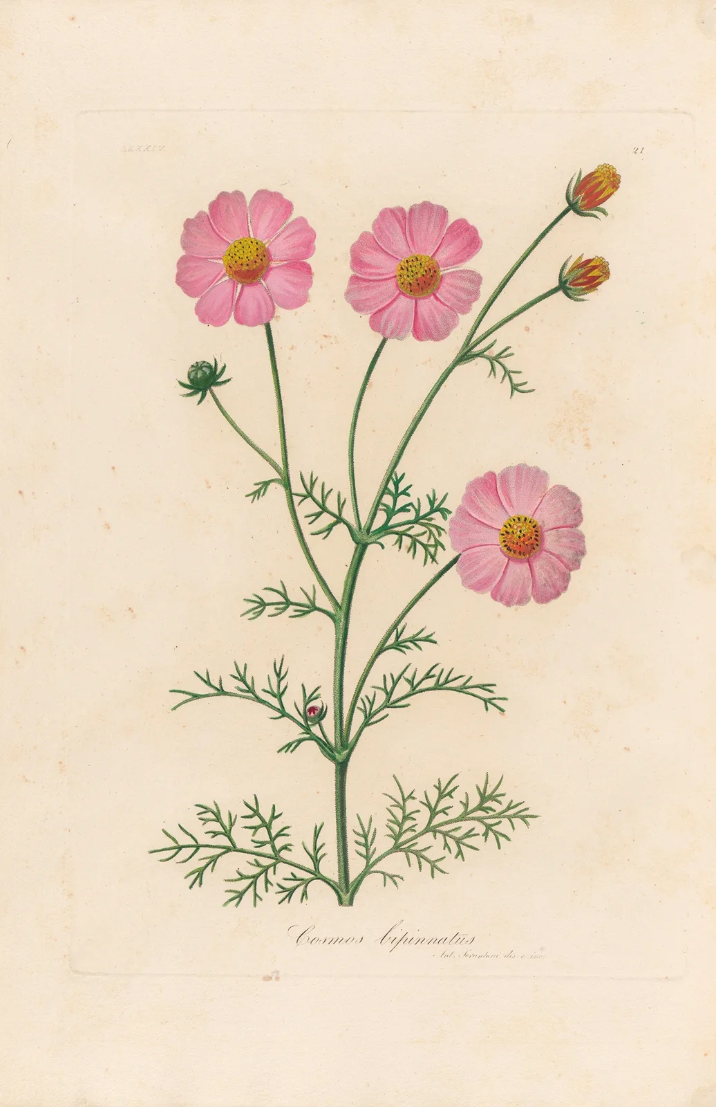 Cosmos bipinnatus av Gaetano Savi