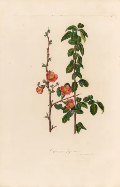 Cydonia japonica av Gaetano Savi