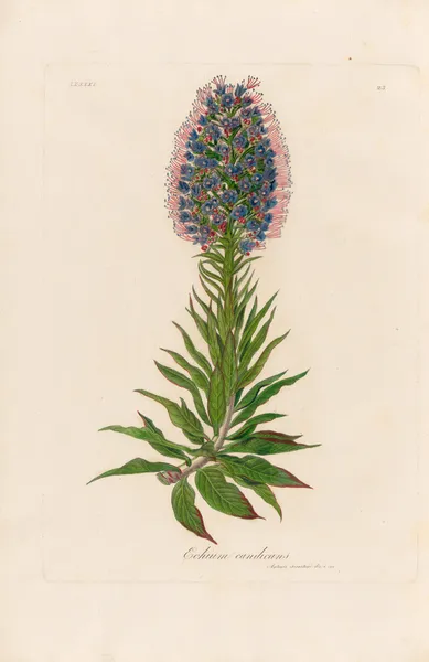 Echium candicans av Gaetano Savi