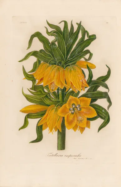 Fritillaria imperialis av Gaetano Savi