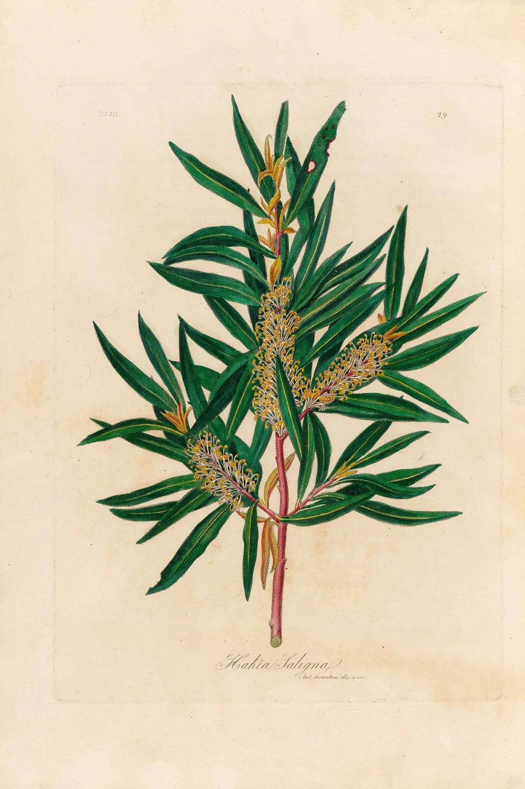 Hakea Saligna av Gaetano Savi
