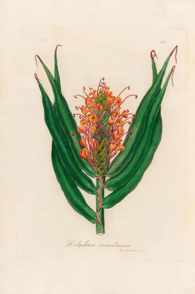 Hedychium aurantiacum av Gaetano Savi