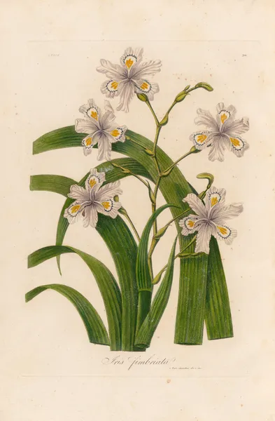 Iris fimbriata av Gaetano Savi