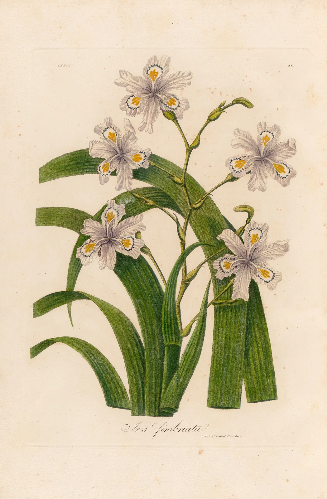 Iris fimbriata av Gaetano Savi