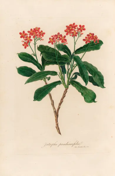 Jatropha panduraefolia av Gaetano Savi