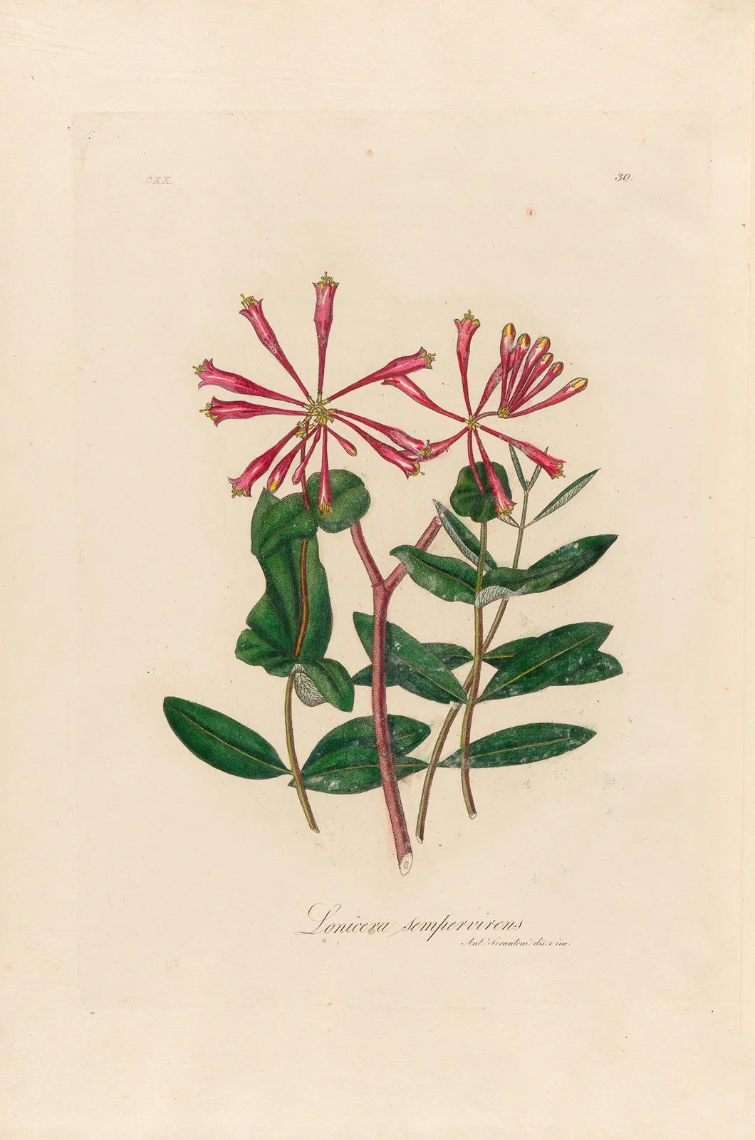 Lonicera sempervirens av Gaetano Savi