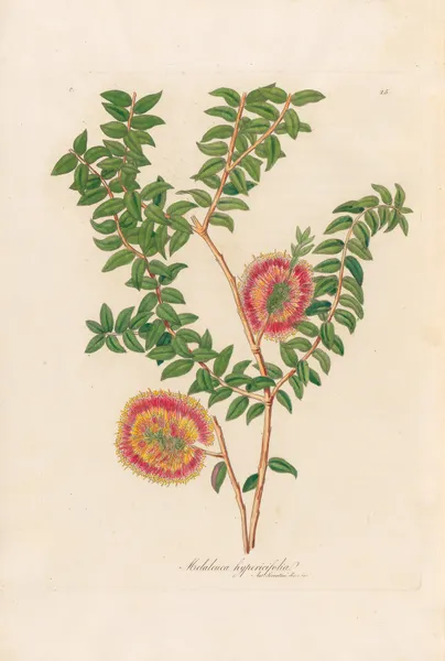 Melaleuca hypericifolia av Gaetano Savi