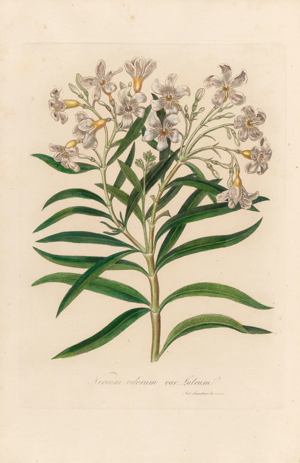 Nerium odorum var. lutuem av Gaetano Savi