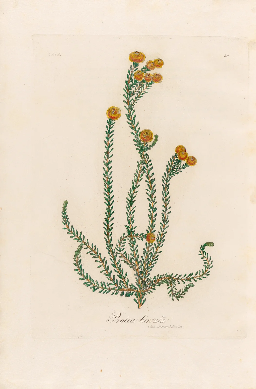 Protea hirsuta av Gaetano Savi