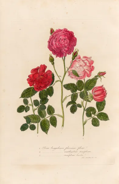 Rosa bengalensis av Gaetano Savi