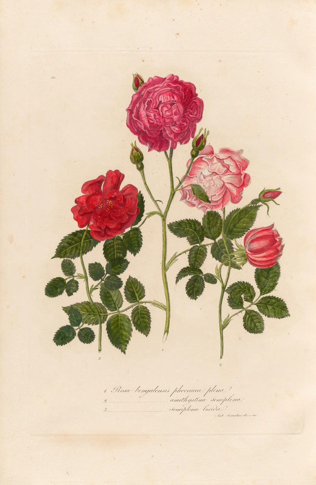 Rosa bengalensis av Gaetano Savi