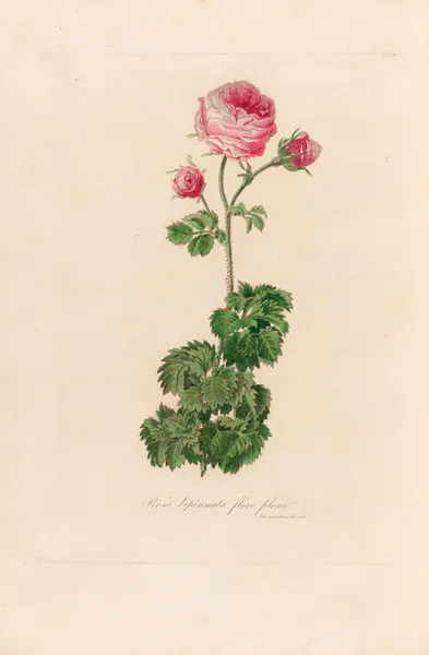 Rosa bipinnata flore pleno av Gaetano Savi