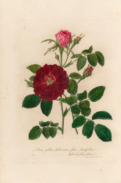 Rosa gallica av Gaetano Savi