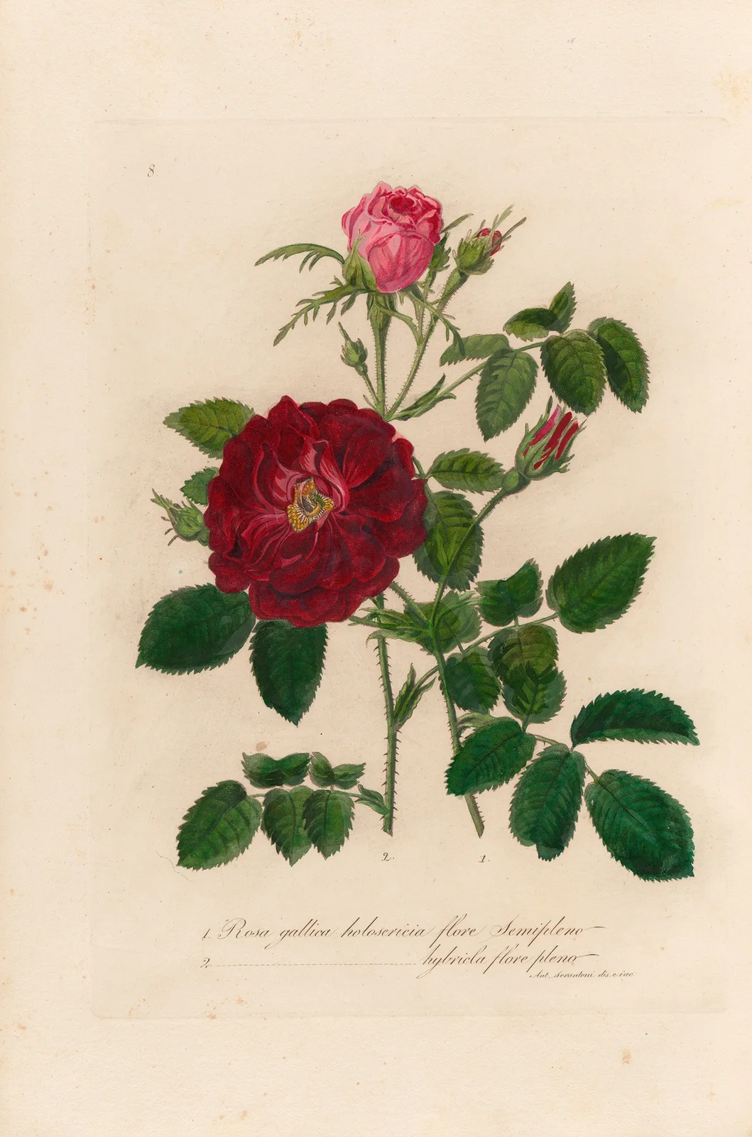 Rosa gallica av Gaetano Savi