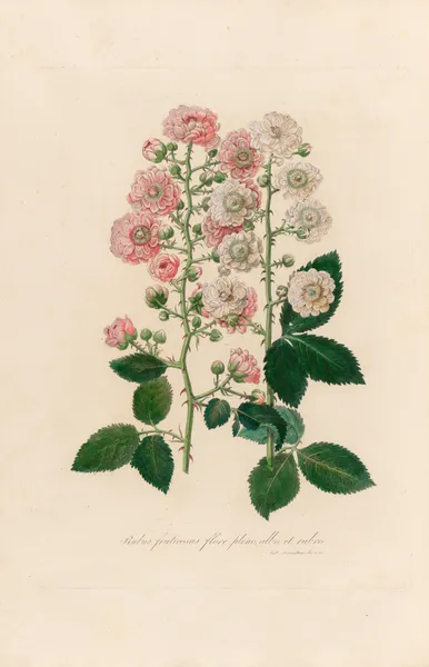 Rubus fruticosus flore pleno, albo et rubro av Gaetano Savi