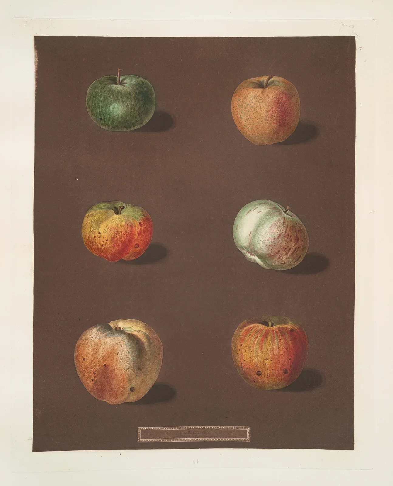 Apples (Rhenet Gray, Padly’s Pippin, Bigg’s Nonsuch, July flower, Kirk’s scarlet admirable and the Ribstone Pippin varities). av George Brookshaw