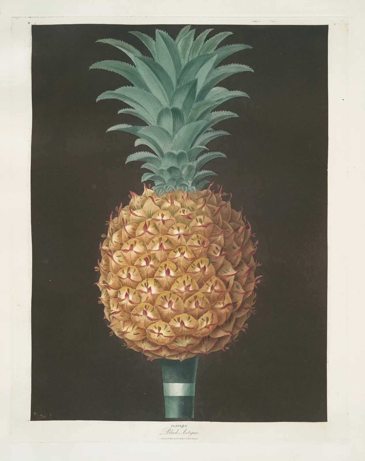 Black Antigua (jagged leaf) pine. av George Brookshaw