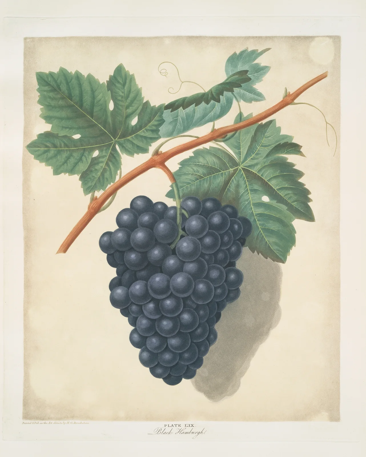 Black Hamburgh grapes. av George Brookshaw