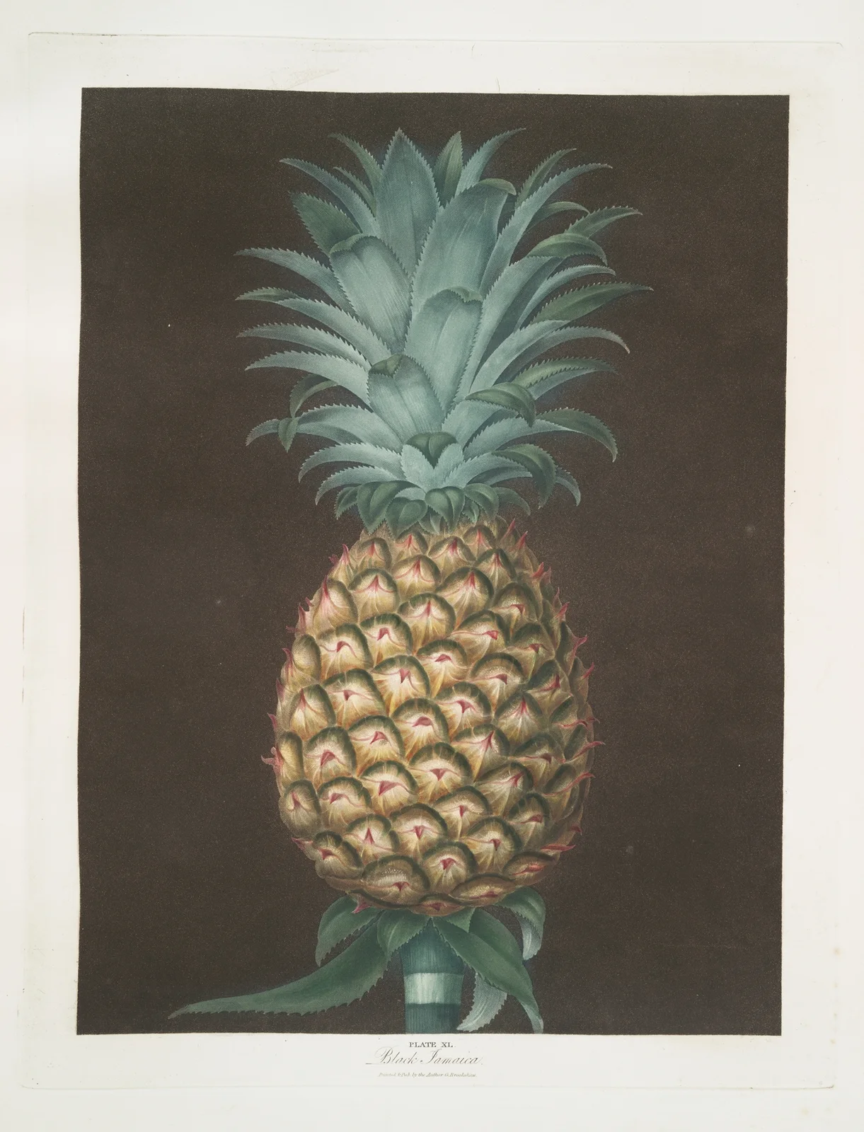 Black Jamaica (Pineapple). av George Brookshaw