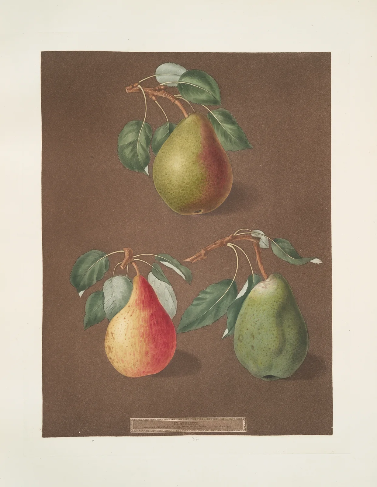 Pears (Brown beurree, Golden beurree and the Colmar varities). av George Brookshaw
