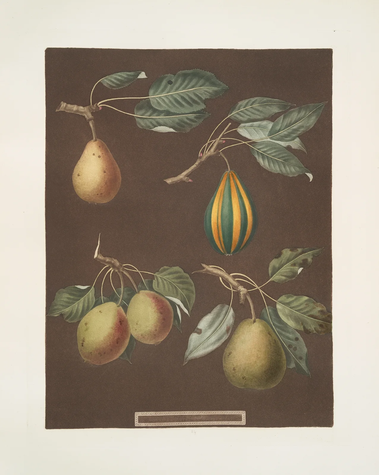 Pears (Virgoulle, Striped vert longue, Swan’s egg and the Pear d’Auch varities). av George Brookshaw