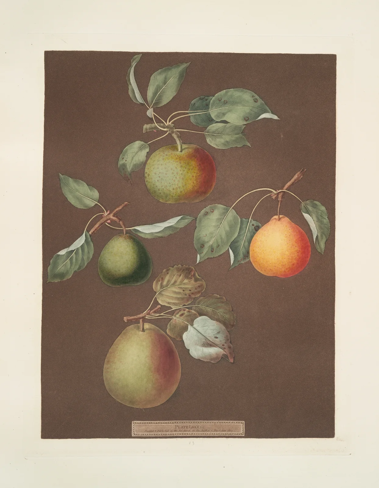 Pears (Michaelmas, or Autumn Bergamot, Summer, Orange and Gansell’s bergamots)., 1812 – nr 5 av George Brookshaw