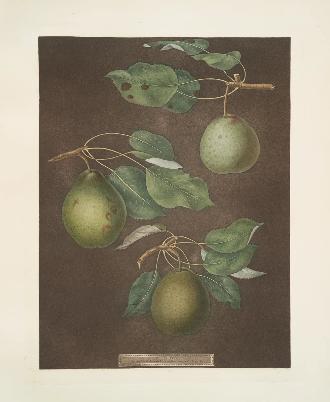 Pears (Cressan, Tarlington and the Aster bergamot varities). av George Brookshaw