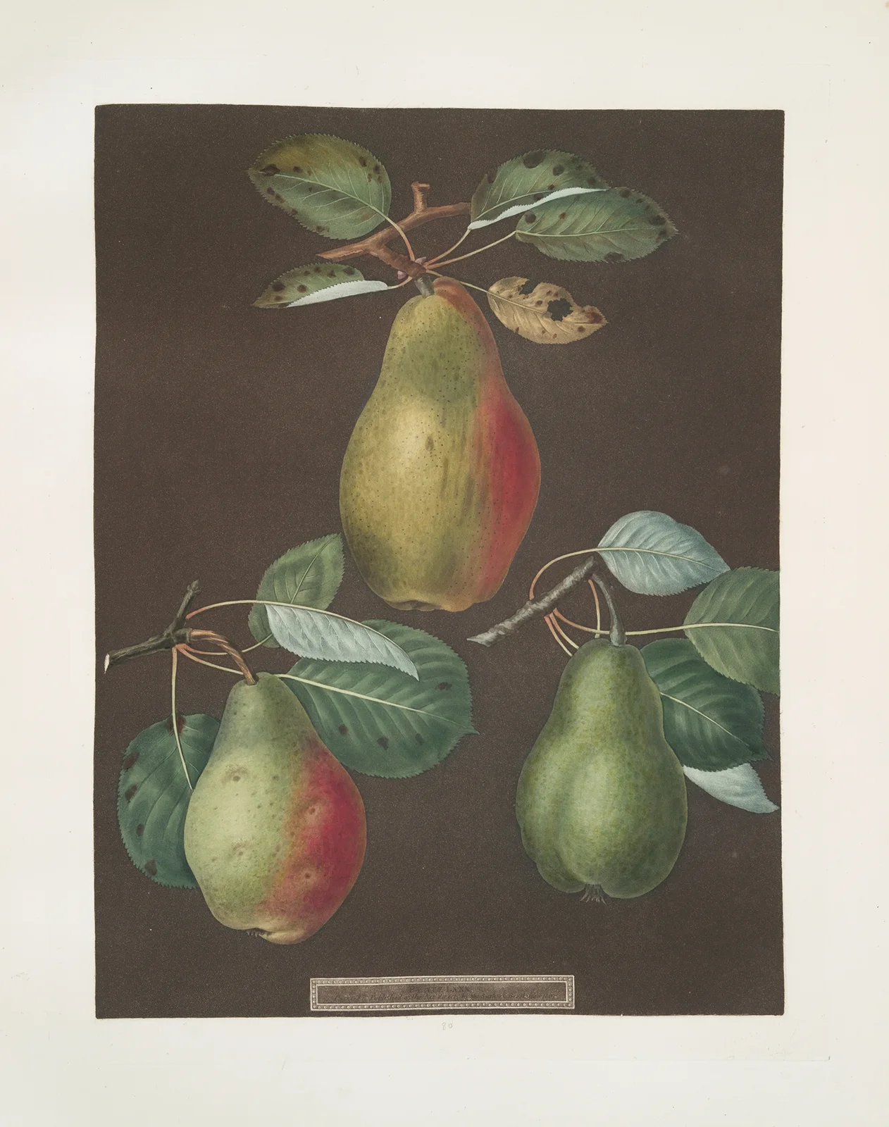 Pears (Chaumontelle, Windsor and the Summer bon Chretien varities). av George Brookshaw