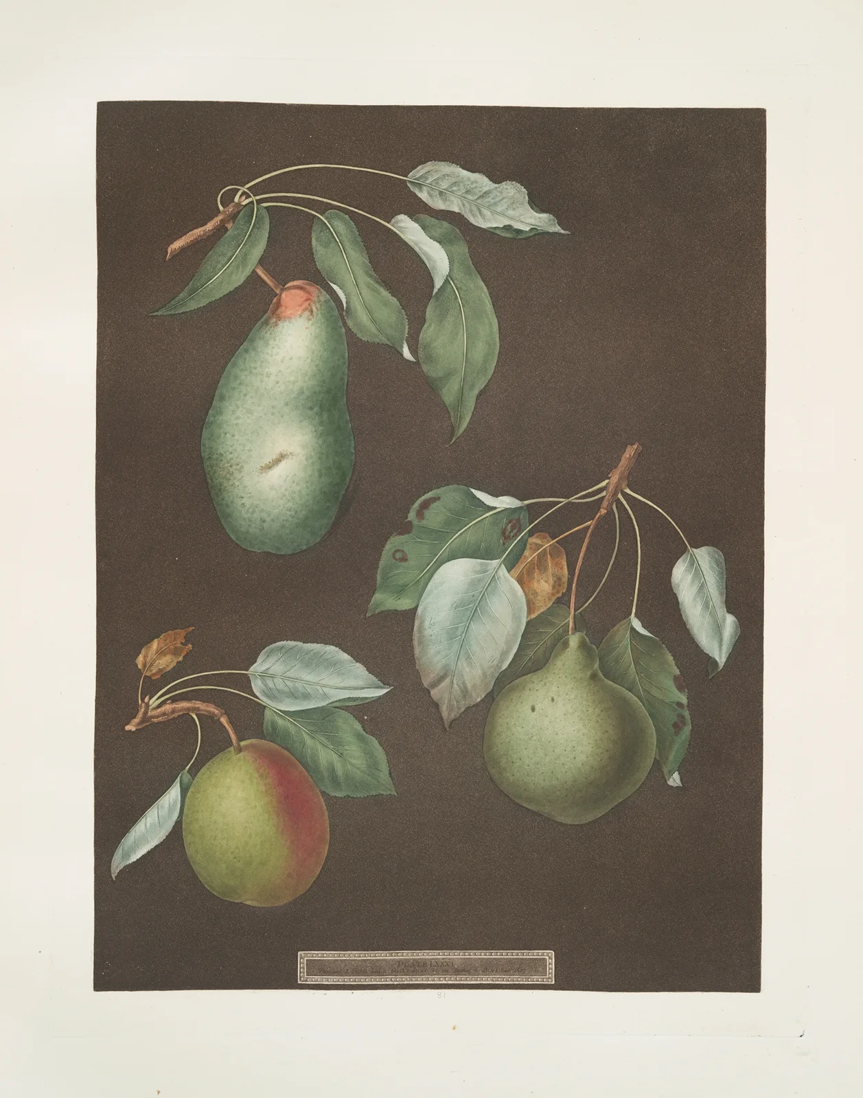 Pears (Saint Germain, Winter swan’s egg and the Double blossom varities). av George Brookshaw