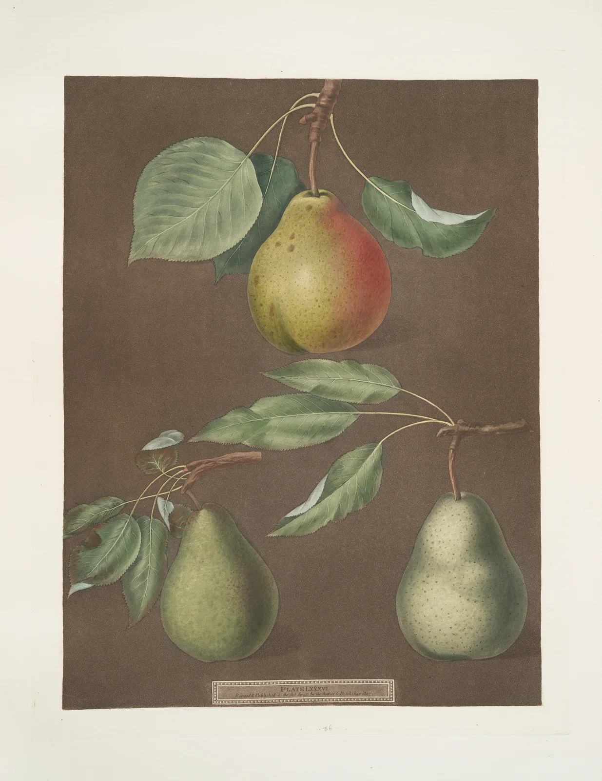 Pears (Cadillac, Paddington and the Saint Marshall). av George Brookshaw