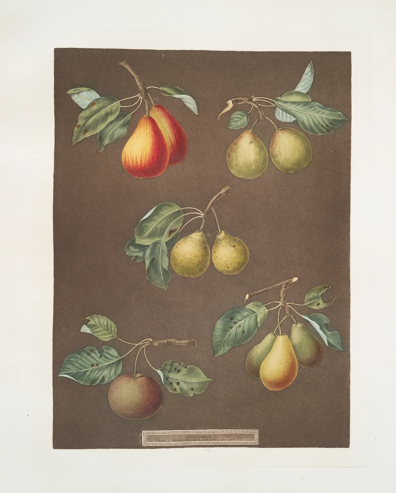 Pears (Catherine, Lemon, Late muscat, Onion, or le Gross Oignonet and the Long stalked blanquet varities). av George Brookshaw