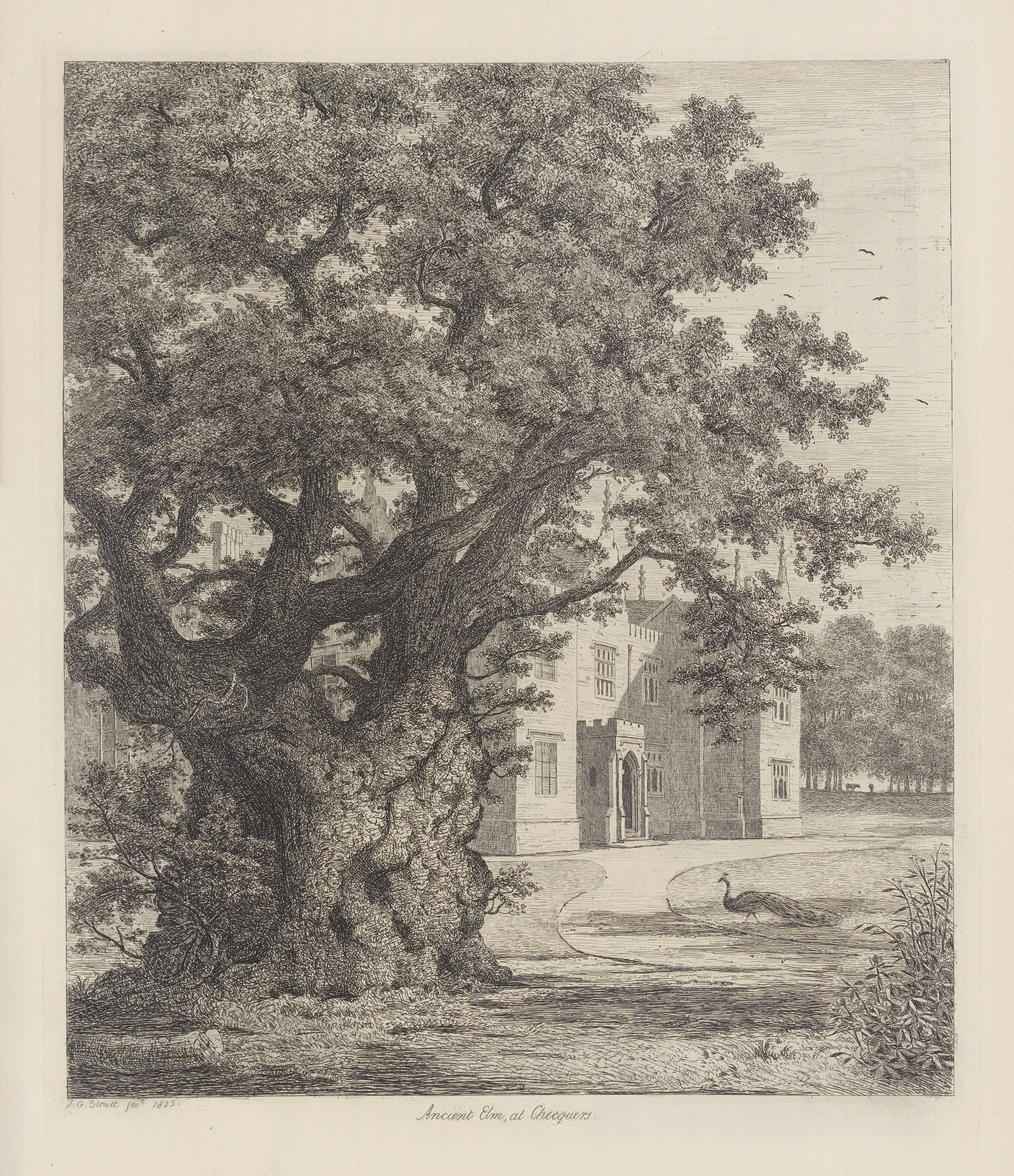 Elm at Checquers av Jacob George Strutt