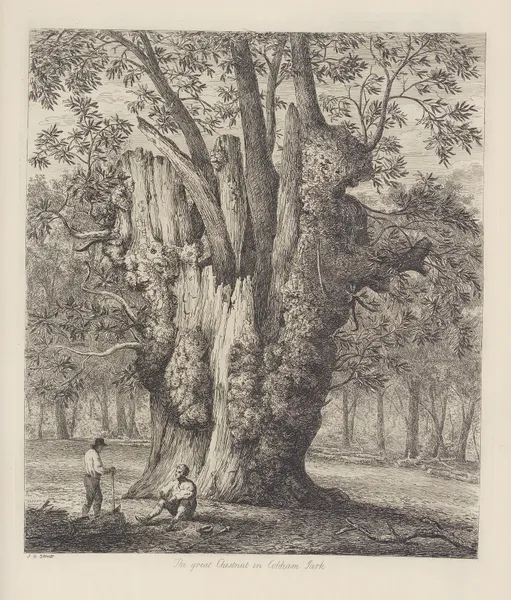 The Chesnut Tree Called The Four Sisters av Jacob George Strutt